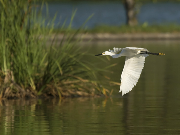 Silkkihaikara, Little Egret, Egretta garzetta